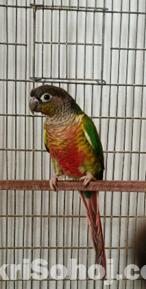 গ্রিন চিক কনুর